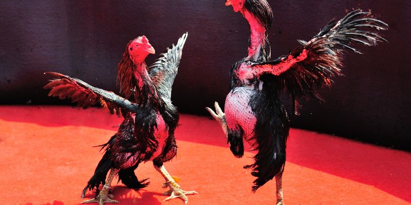 Nên chọn các kèo đá gà tại V9BET