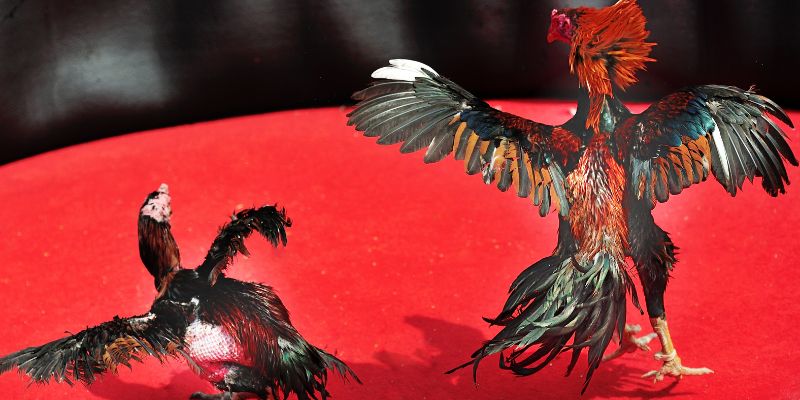 Kinh nghiệm các kèo đá gà tại V9BET