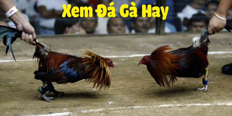 Gà đá trực tiếp thomo tại V9BET hướng dẫn