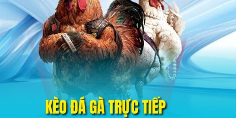 Kèo đá gà trực tiếp là gì